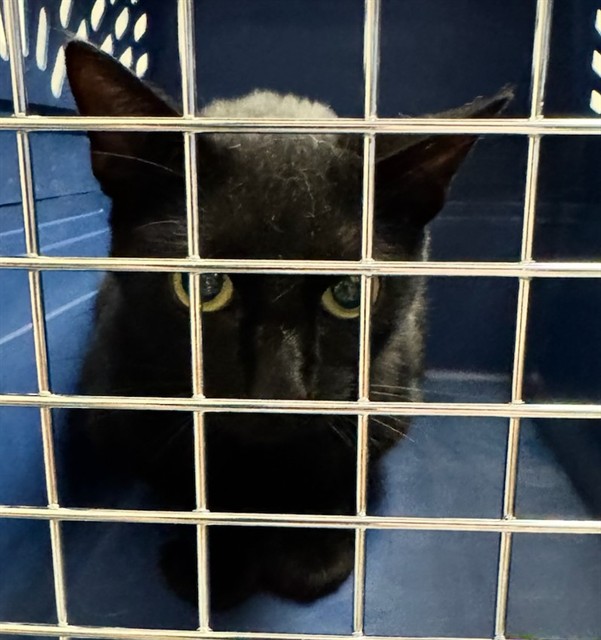 Shelter Stray Unknown Cat last seen Near BLOCK MONA CT, 12155 Park Blvd, Brighton, CO 80601, USA