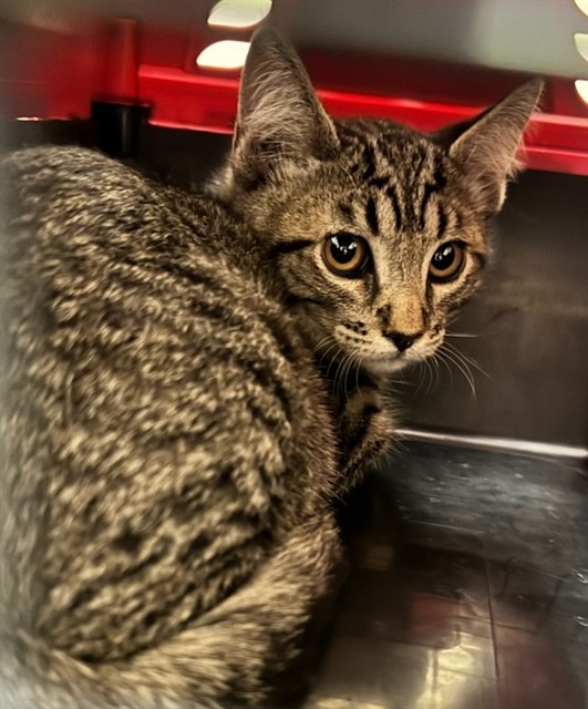 Shelter Stray Unknown Cat last seen Near BLOCK MONA CT, 12155 Park Blvd, Brighton, CO 80601, USA