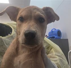 Shelter Stray Female Dog last seen , 4000 N Silverbell Rd, Tucson, AZ 85745, USA