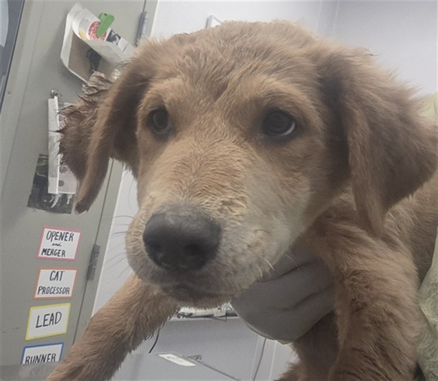 Shelter Stray Female Dog last seen , 4000 N Silverbell Rd, Tucson, AZ 85745, USA
