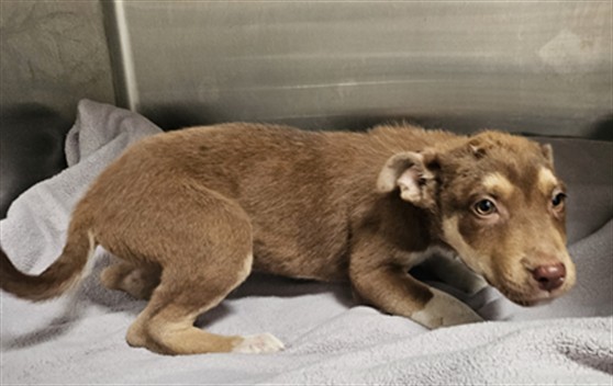 Shelter Stray Female Dog last seen , 3201 Lacy St, Los Angeles, CA 90031, USA