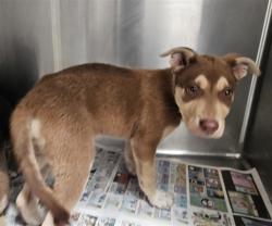 Shelter Stray Female Dog last seen , 3201 Lacy St, Los Angeles, CA 90031, USA