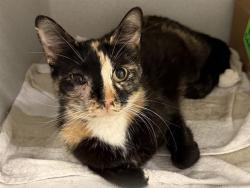 Shelter Stray Female Cat last seen , 4000 N Silverbell Rd, Tucson, AZ 85745, USA