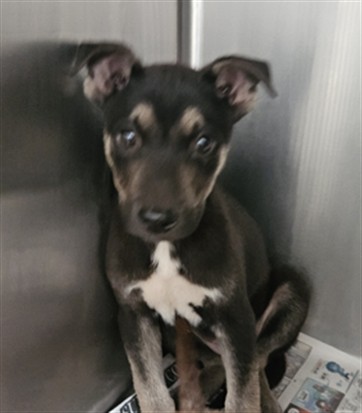 Shelter Stray Female Dog last seen , 3201 Lacy St, Los Angeles, CA 90031, USA