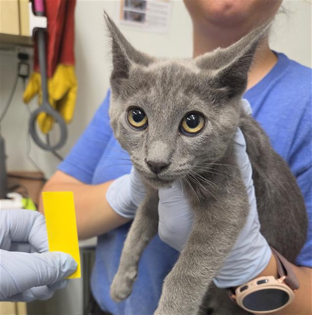Shelter Stray Male Cat last seen , 600 Aviation Dr, Camarillo, CA 93010, USA