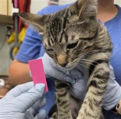 Shelter Stray Male Cat last seen , 600 Aviation Dr, Camarillo, CA 93010, USA