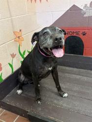 Shelter Stray Female Dog last seen , 31044 Charlie Canyon Rd, Castaic, CA 91384, USA