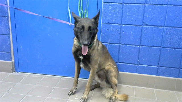 Shelter Stray Male Dog last seen LEAD/CARLISL, 8920 Lomas Blvd NE, Albuquerque, NM 87112, USA