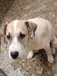 Shelter Stray Female Dog last seen Near BLOCK EAST CAMPBELL AVE, 5501 E Van Buren St, Phoenix, AZ 85008, USA