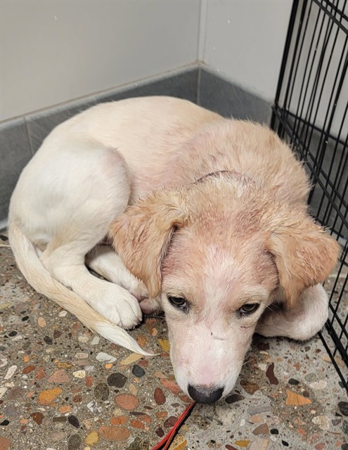 Shelter Stray Female Dog last seen CAMPBELL AVE/16TH ST, 5501 E Van Buren St, Phoenix, AZ 85008, USA