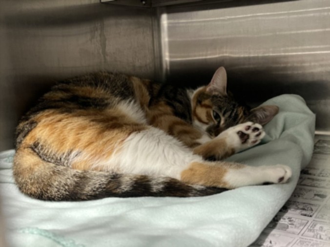 Shelter Stray Female Cat last seen , West Valley Animal Shelter, 20655 Plummer St, Chatsworth, CA 91311, USA