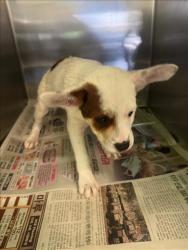 Shelter Stray Female Dog last seen , 1850 W 60th St, Los Angeles, CA 90047, USA