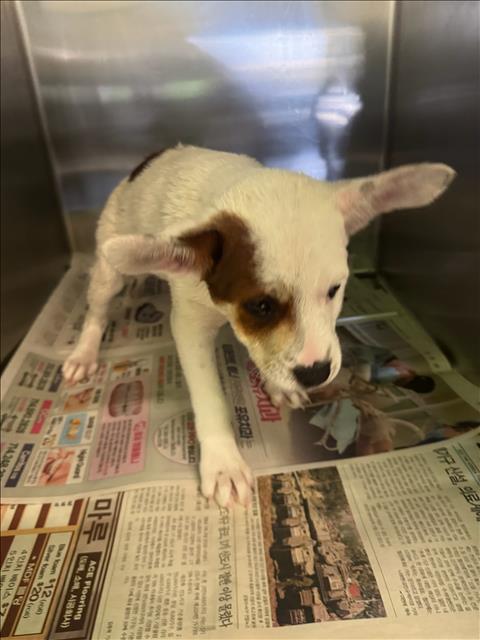 Shelter Stray Female Dog last seen , 1850 W 60th St, Los Angeles, CA 90047, USA