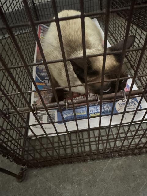 Shelter Stray Female Cat last seen , 1850 W 60th St, Los Angeles, CA 90047, USA