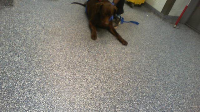 Shelter Stray Male Dog last seen CHARLOTTE, 8315 Byrum Dr, Charlotte, NC 28217, USA