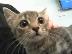 Shelter Stray Female Cat last seen CHARLOTTE, 8315 Byrum Dr, Charlotte, NC 28217, USA