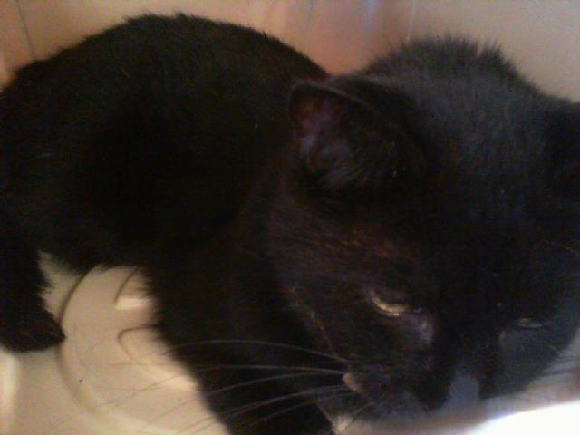 Shelter Stray Female Cat last seen CHARLOTTE, 8315 Byrum Dr, Charlotte, NC 28217, USA