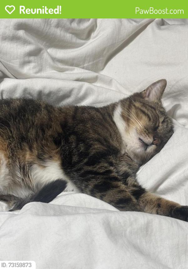 Reunited Female Cat last seen Butterfly Sheel, Apollo Beach, FL 33572