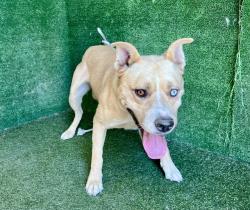 Shelter Stray Male Dog last seen , 5210 W Ave I, Lancaster, CA 93536, USA