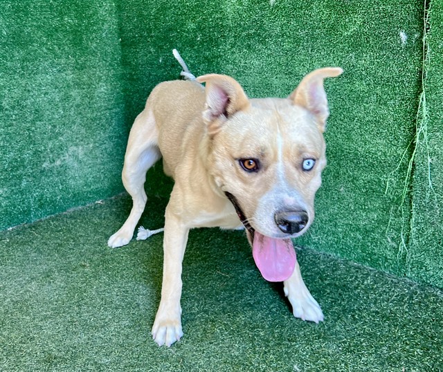 Shelter Stray Male Dog last seen , 5210 W Ave I, Lancaster, CA 93536, USA