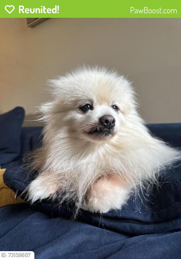 Reunited Male Dog last seen Near Appleton crescent, Sherwood Park, AB T8H 0A5