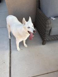 Found/Stray Unknown Dog last seen Paseo and universe, Albuquerque, NM 87114