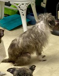 Reunited Female Dog last seen Ocoee Hills Rd & Crystal Drive, Ocoee, FL 34761