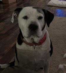 Reunited Female Dog last seen Ring Road, Moore County, NC 28327