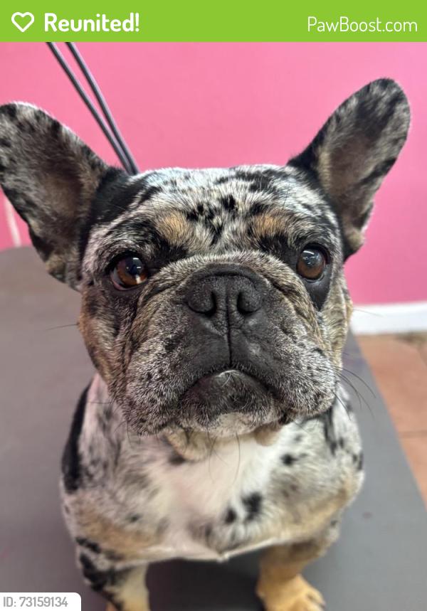Reunited Female Dog last seen Rayo Del Sol Dr SW, Albuquerque, NM 87121, USA, Albuquerque, NM 87121
