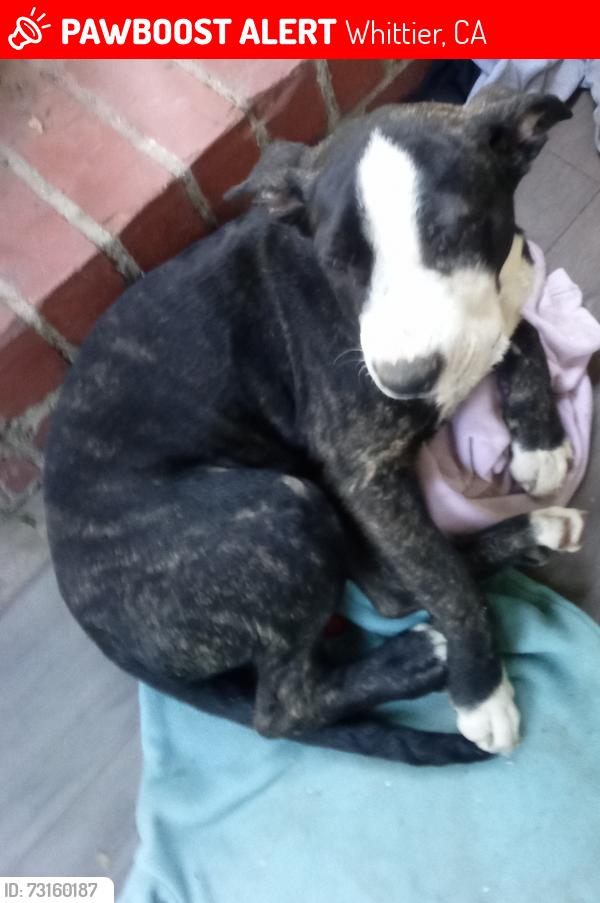 Lost Female Dog last seen Washington and Norwalk blvd, Whittier, CA 90606