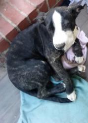Lost Female Dog last seen Washington and Norwalk blvd, Whittier, CA 90606