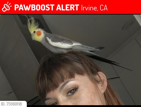 Lost Male Bird last seen sand canyon Ave and Towngate, Irvine, CA 92620