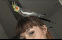 Lost Male Bird last seen sand canyon Ave and Towngate, Irvine, CA 92620