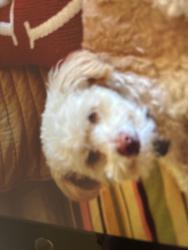 Lost Male Dog last seen Sunrise and Kolb, Catalina Foothills, AZ 85750
