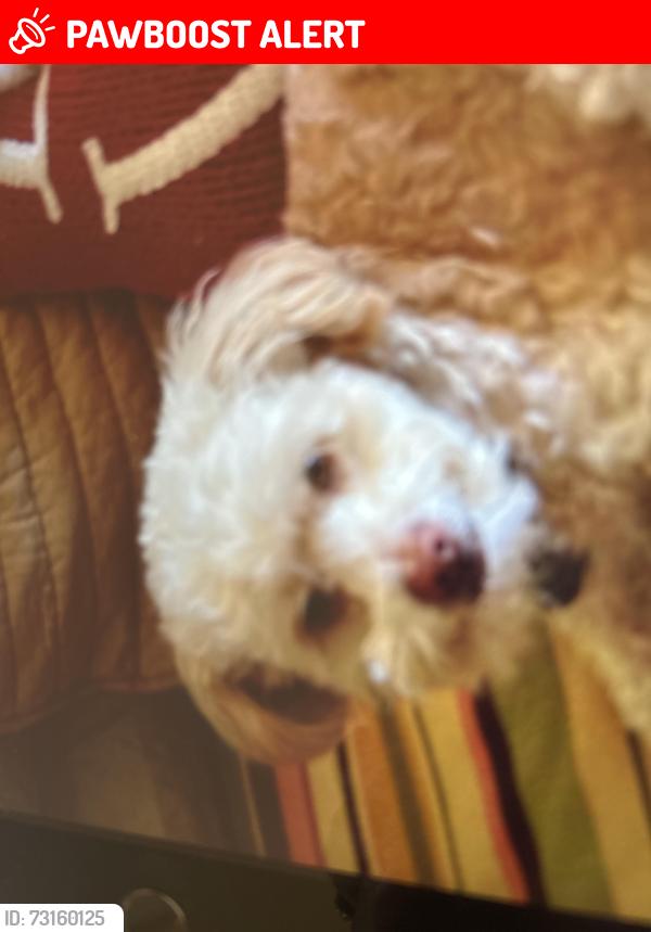 Lost Male Dog last seen Sunrise and Kolb, Catalina Foothills, AZ 85750