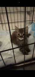 Lost Female Cat last seen La Sal way, Roseville, CA 95747