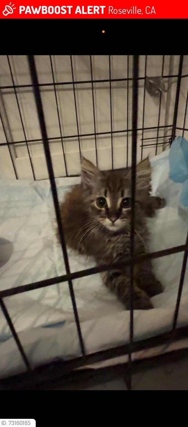 Lost Female Cat last seen La Sal way, Roseville, CA 95747
