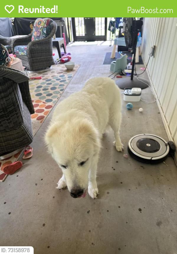 Reunited Female Dog last seen Pineland Meadows Rd, Anderson, SC 29621