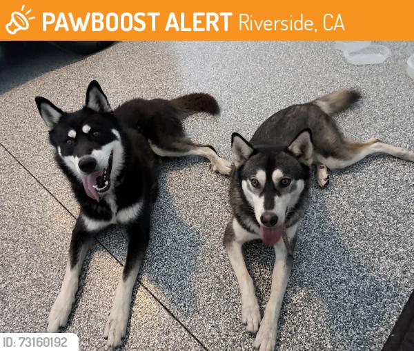 Found/Stray Female Other last seen Near glass mountain drive, Riverside, CA 92504