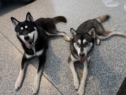 Found/Stray Female Other last seen Near glass mountain drive, Riverside, CA 92504