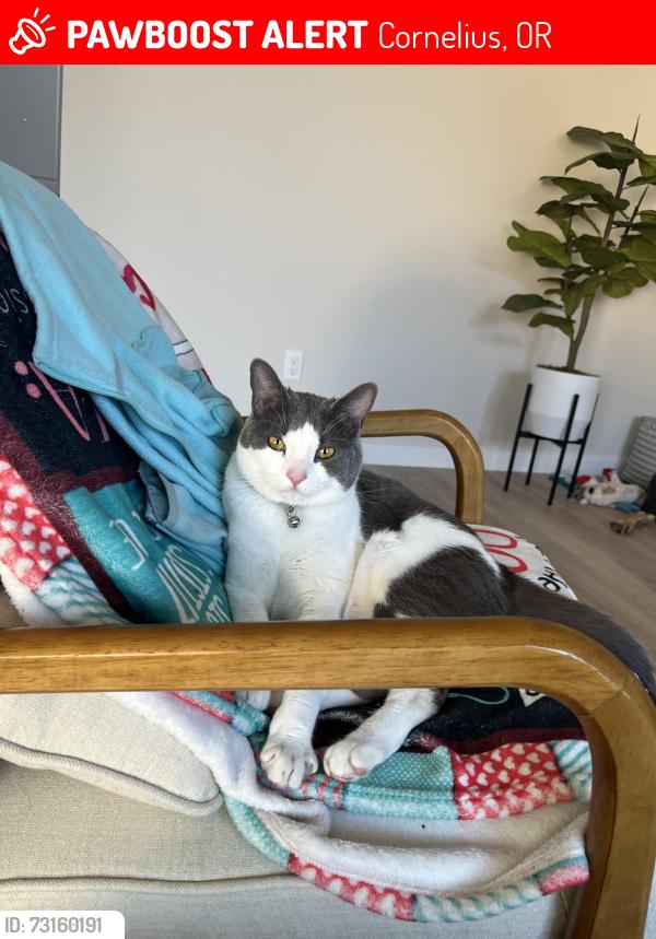Lost Female Cat last seen Magnolia, Cornelius, OR 97123
