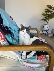 Lost Female Cat last seen Magnolia, Cornelius, OR 97123
