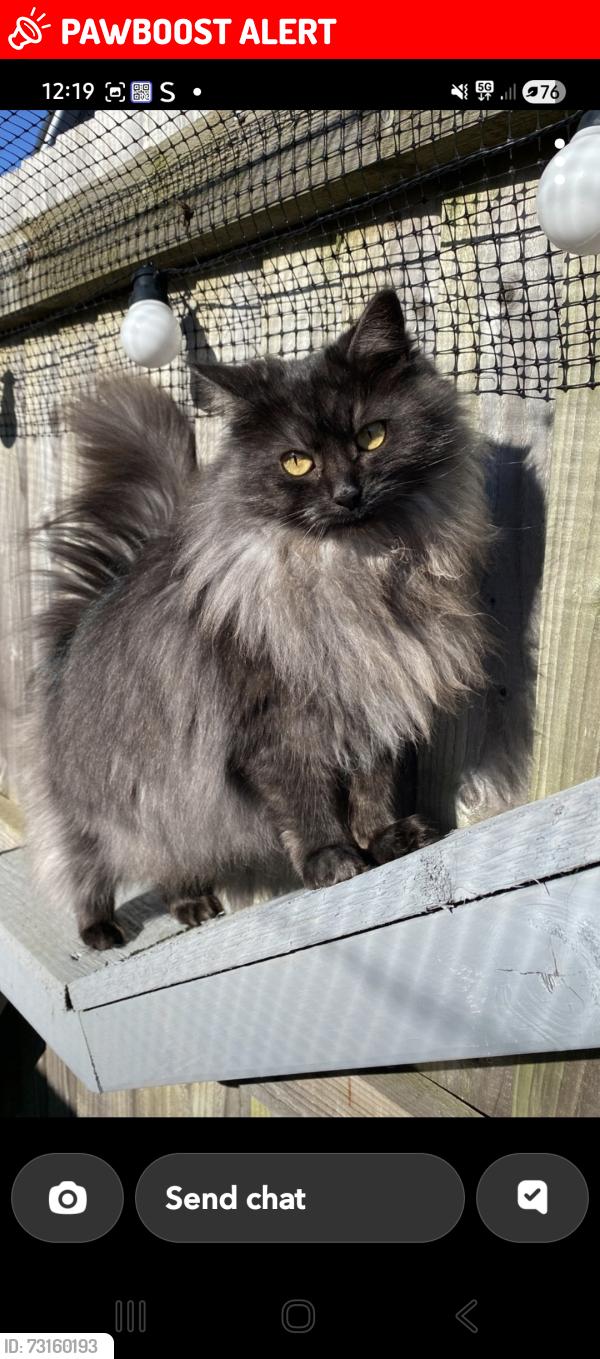 Lost Female Cat last seen Longwell Green, Longwell Green, England BS30 9AE