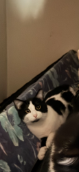 Lost Male Cat last seen Lastrup Minnesota, Lastrup, MN 56364