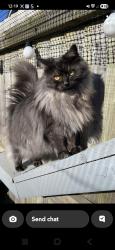 Lost Female Cat last seen Longwell Green, Longwell Green, England BS30 9AE