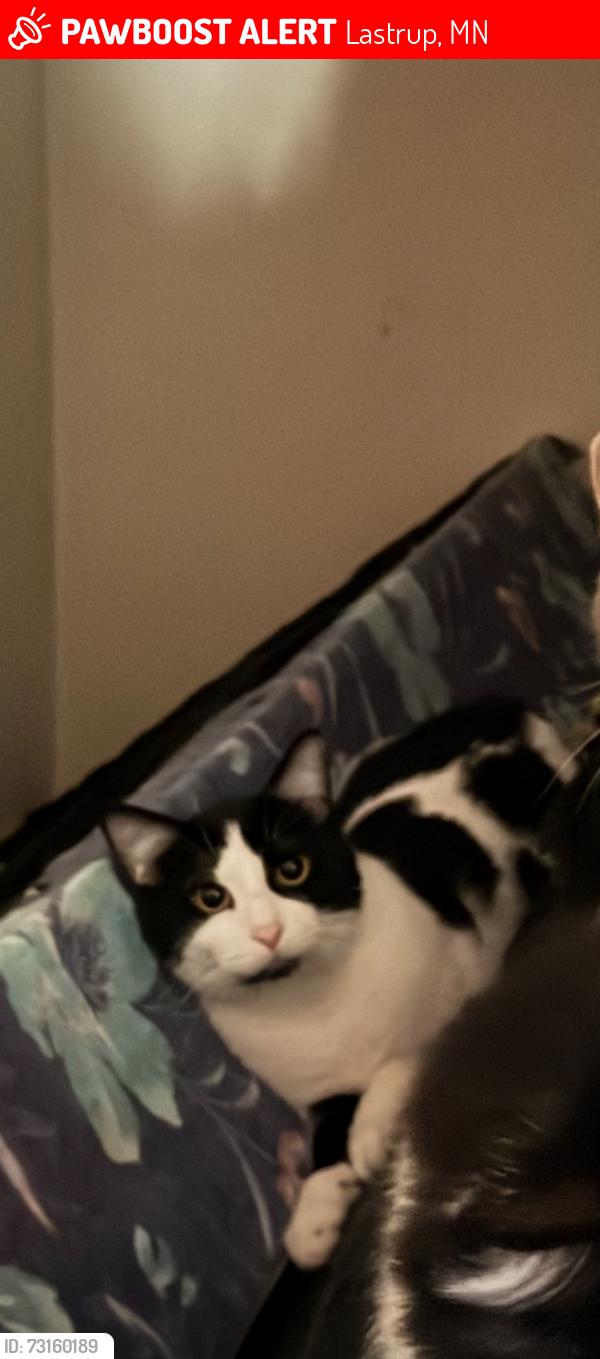 Lost Male Cat last seen Lastrup Minnesota, Lastrup, MN 56364