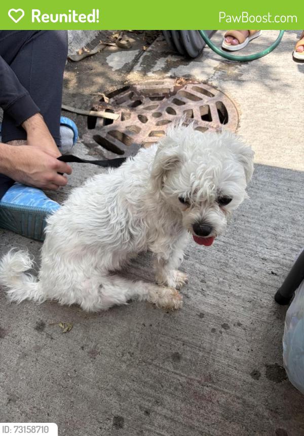 Reunited Female Dog last seen Wolcott and chicago, Chicago, IL 60614