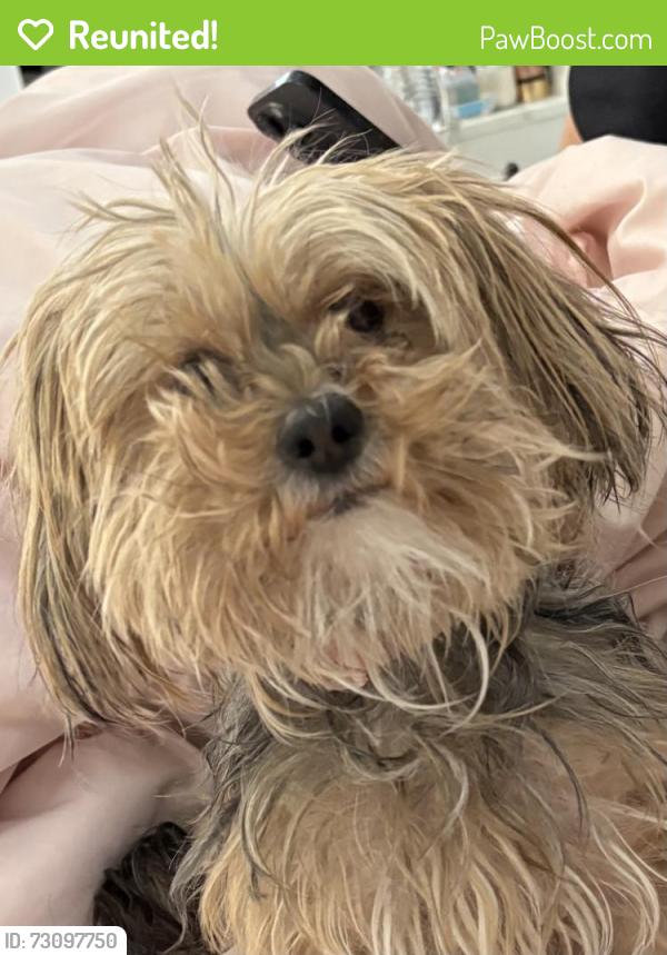 Reunited Female Dog last seen Near champagne flower st, North Las Vegas, NV 89031