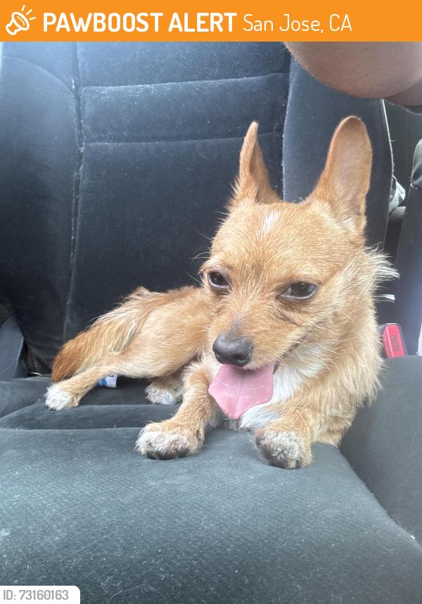 Found/Stray Male Dog last seen Near White road Baptist Church, San Jose, CA 95127
