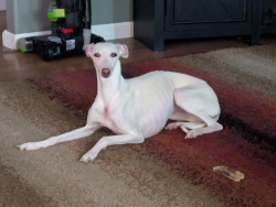 Lost Female Dog last seen Cottonwood Creek Trailhead, above Baca Grande, Crestone, CO 81131